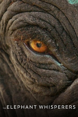 The Elephant Whisperers 2022 Hindi Dual Audio – Movie Poster